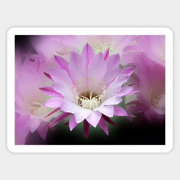 Pink Cactus Flower in the Rain #2 Sticker by Carole-Anne